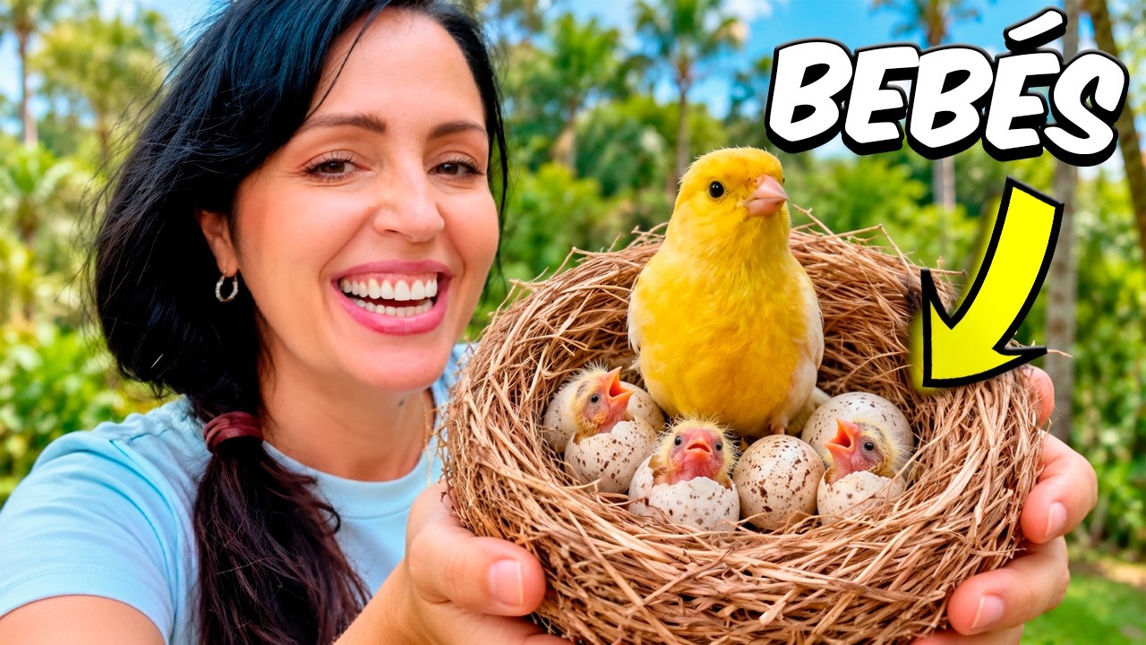 Vamos a tener Bebés Canarios 🐣 Sandra Cires Vlog