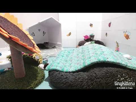 Celestine undercover, May 2025