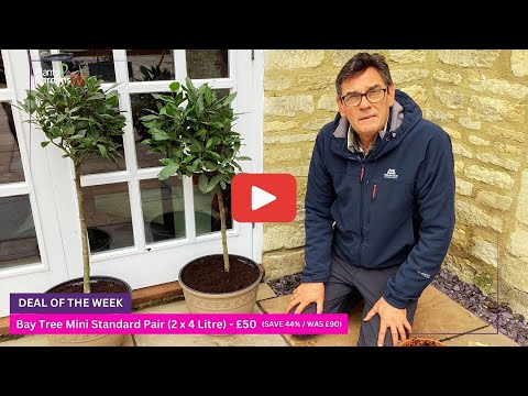 How To Plant A Bay Tree (Mini Standard)