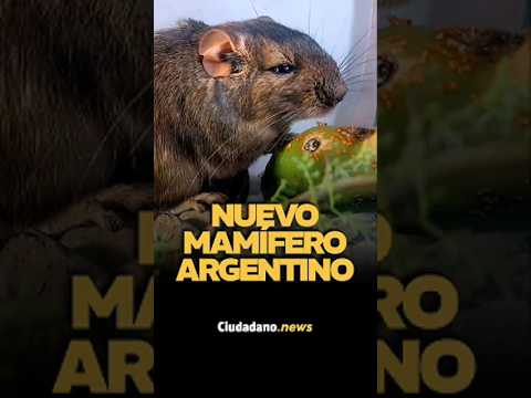 CÓRDOBA: el CONICET descubre NUEVA ESPECIE de mamífero única en el mundo
