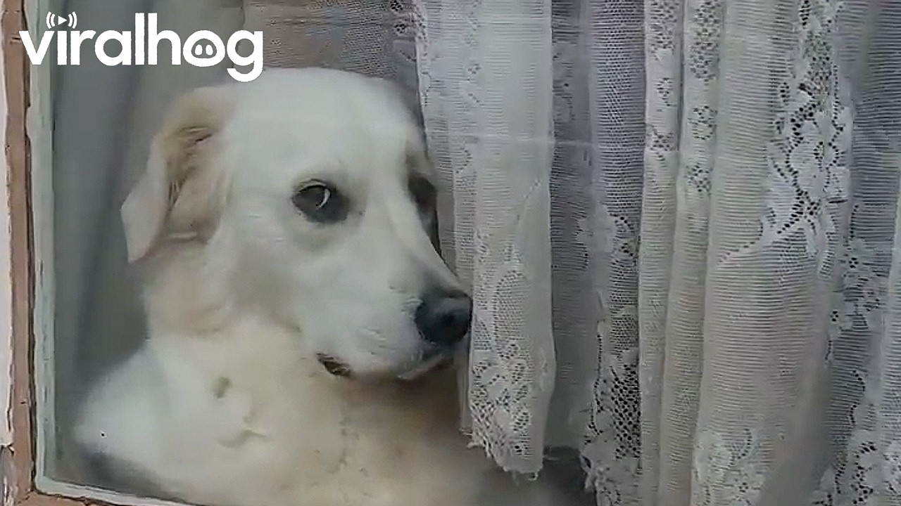 My Neighbor's Dog Every Time I Leave the House || ViralHog