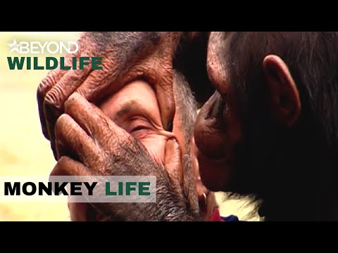 S1E01 | Chimps Get The Better Of The Animal Manager | Monkey Life | Beyond Wildlife