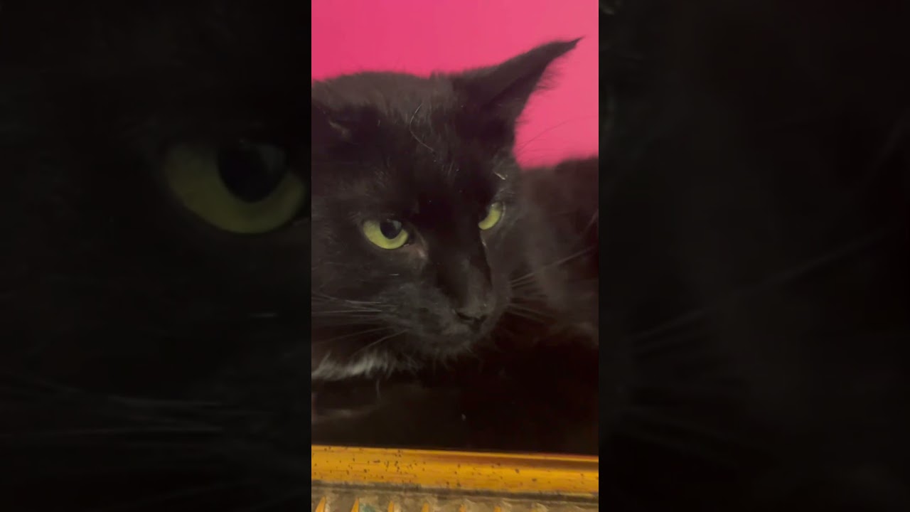 Enlarge Pua, a ADOPTABLE Bombay in Los Angeles, CA video 2/4