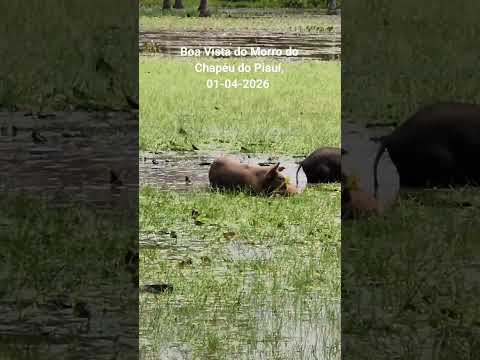 Boa Vista do Morro do Chapéu do Piauí,  01-04-2026 . Porcos na Lagoa.