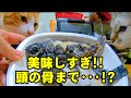 cats eating fish 美味しすぎて頭までバリバリ食べる猫！