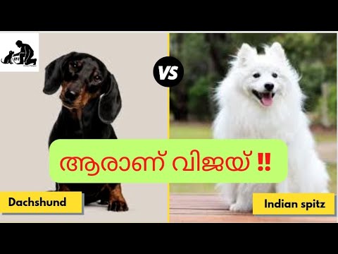 Dachshund vs Indian Spitz Comparison | dash dog Malayalam | Pomeranian