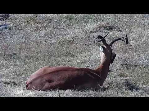 Djuma: Oxpeckers giving Impala ram a workover - 10:29 - 08/30/21