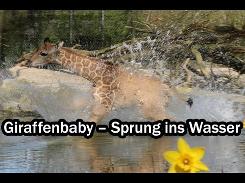 Giraffen-Baby Nakuru und der Sprung ins kalte Wasser