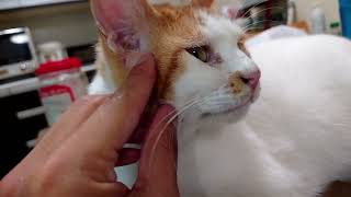 うちのちびちゃん可愛すぎる＃猫
