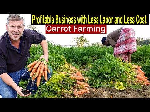 , title : 'How to Start Business Carrot Farming - How to Grow Carrots Step by Step - Business Ideas 2022'