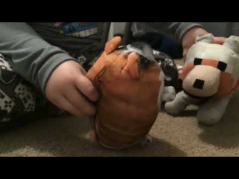 Dance party’s (world smallest Violin￼)