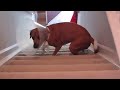 Video 'Dobyvani schodu'