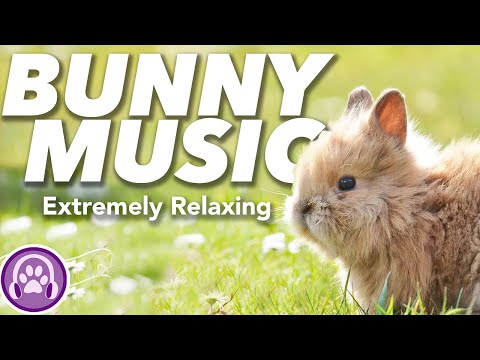 Music for Rabbits! Calm and Soothe Your Bunny Instantly (12 HOURS)