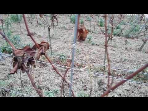 PERMAKULTUR im Weinberg: - Heudüngung  2. Teil - Winzerhof Linder in Endingen