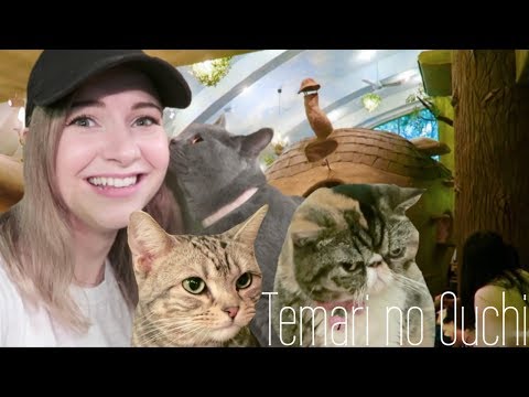 東京的森林主題貓咪咖啡館｜淡利的大內(Temari no Ouchi) (Tokyo's Forest Themed Cat Cafe | Temari no Ouchi)