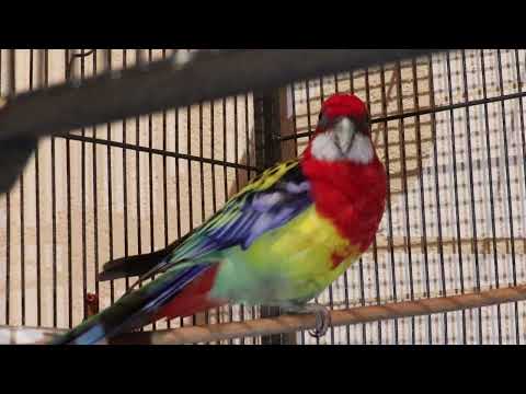 Parrot Rosella is a full-time whistling