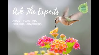 Ask the Experts about Planting for Hummingbirds