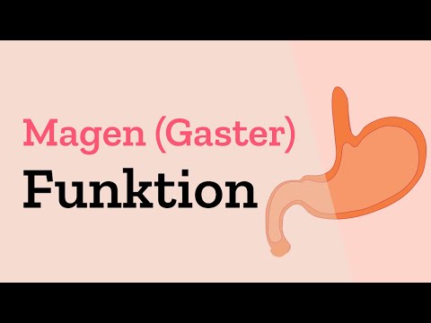 Funktion des Magens - Wie entsteht Speisebrei (Chymus)? - Magenschleimhaut & Magensäure