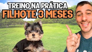 How to Teach Your Puppy Obedience