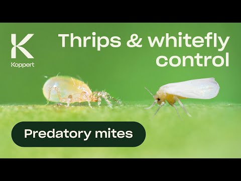 Thrips Control & Whitefly Control with Predatory Mites (Amblydromalus limonicus)