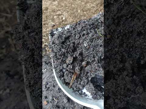 しだれの灰、垂れ下がった灰 植物