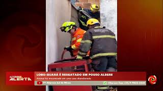 Lobo-guará é resgatado em casa abandonada em Pouso Alegre