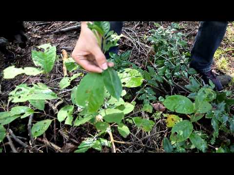 Archaeophyt - Neophyt