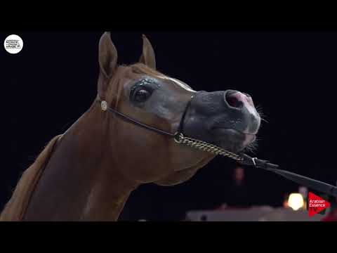 N.138 JAHAMAL DE CARTHEREY - Paris 2018 - Senior Stallions (Class CM 6A)