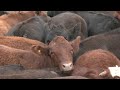 Trump To Quadruple Argentine Beef Imports While US Ranchers Fume REUTERS
