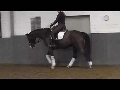 Duke of Dreams (*2011), S-Fertiger Dressurwallach, Verkaufspferd