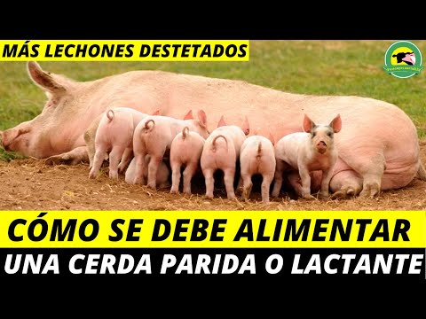 , title : 'Cómo Se Debe ALIMENTAR Una CERDA Parida o Lactante (Más Lechones Destetados)'