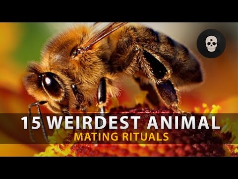 15 Weirdest Animal Mating Rituals
