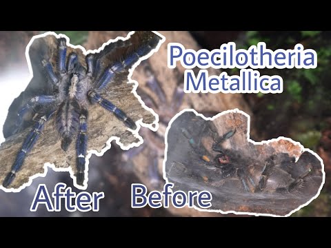 Poecilotheria Metallica Molting | Cut Video Process | Tarantula Molting