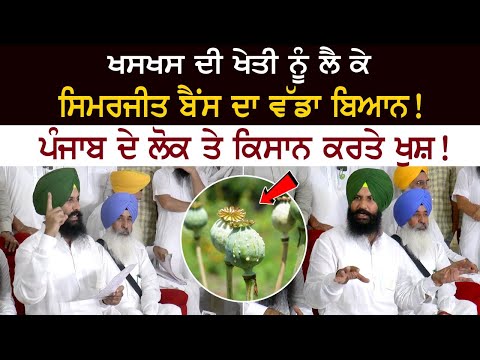 Big statement of Simerjit Bains regarding poppy cultivation! Happy people and farmers of Punjab! Big statement of Simerjit Bains regarding poppy cultivation! Happy people and farmers of Punjab!