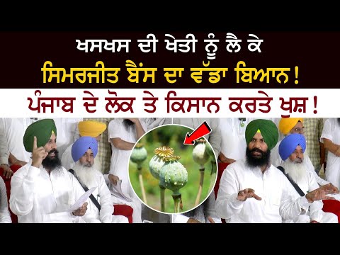 Big statement of Simerjit Bains regarding poppy cultivation! Happy people and farmers of Punjab!