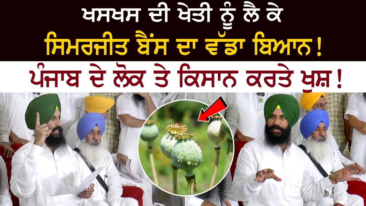Big statement of Simerjit Bains regarding poppy cultivation! Happy people and farmers of Punjab! Big statement of Simerjit Bains regarding poppy cultivation! Happy people and farmers of Punjab!