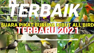 Download lagu SUARA PIKAT BURUNG RIBUT MP3~SEMUA JENIS BURUNG,BUKTIKAN! mp3 Download lagu SUARA PIKAT BURUNG RIBUT MP3~SEMUA JENIS BURUNG,BUKTIKAN! mp3