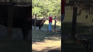 Who will get treats first from the Queen? #cow #farming #farmlife #animals #shorts
