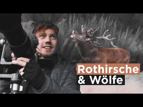 Rothirsche in der Brunft filmen | Auf einmal kommt ein Rudel Wölfe | Wildlife Videografie