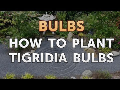 How to Care for a Gladiolus After It Blooms