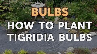 How to Plant Tigridia Bulbs