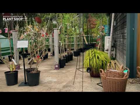 Cavalry Video & Photography video.