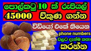 How to Export coconut shells