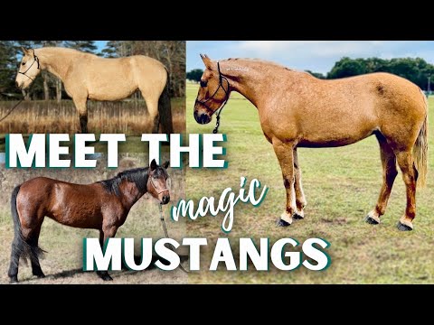 One of these could be your DREAM HORSE! Mustang Magic 2024