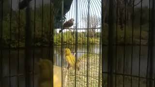 Download lagu pleci flavus atau pleci tambak mp3 Download lagu pleci flavus atau pleci tambak mp3