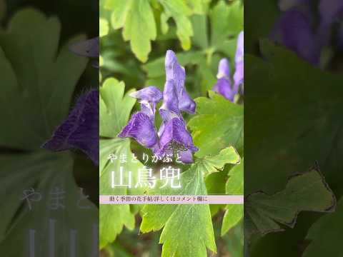 青いトリカブト 植物