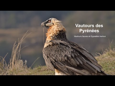 Vautours des Pyrénées : Vautours fauves et Gypaètes barbus
