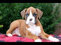 Boxer dogs for sale: Andrea  - Video 1
