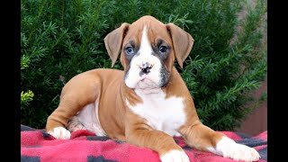 Video preview image #1 Boxer Puppy For Sale in QUARRYVILLE, PA, USA