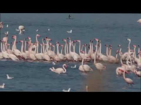 #fenicotteri #sardegna Parata Nuziale dei Fenicotteri. Cagliari!